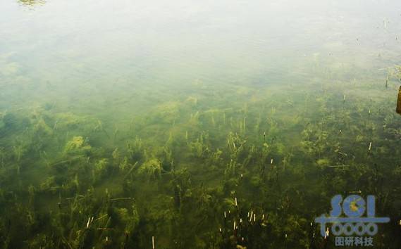 水素材