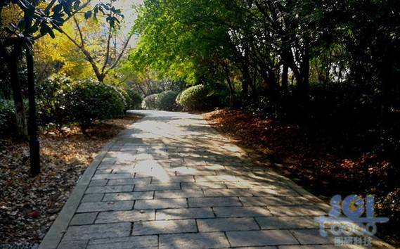 樹素材