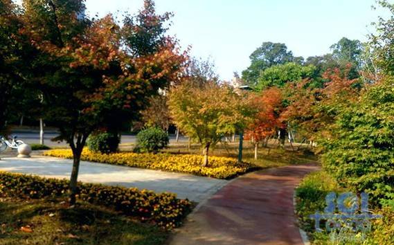 樹素材