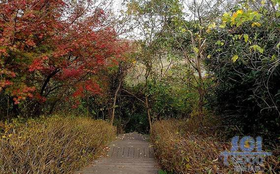 樹素材