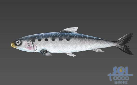 魚