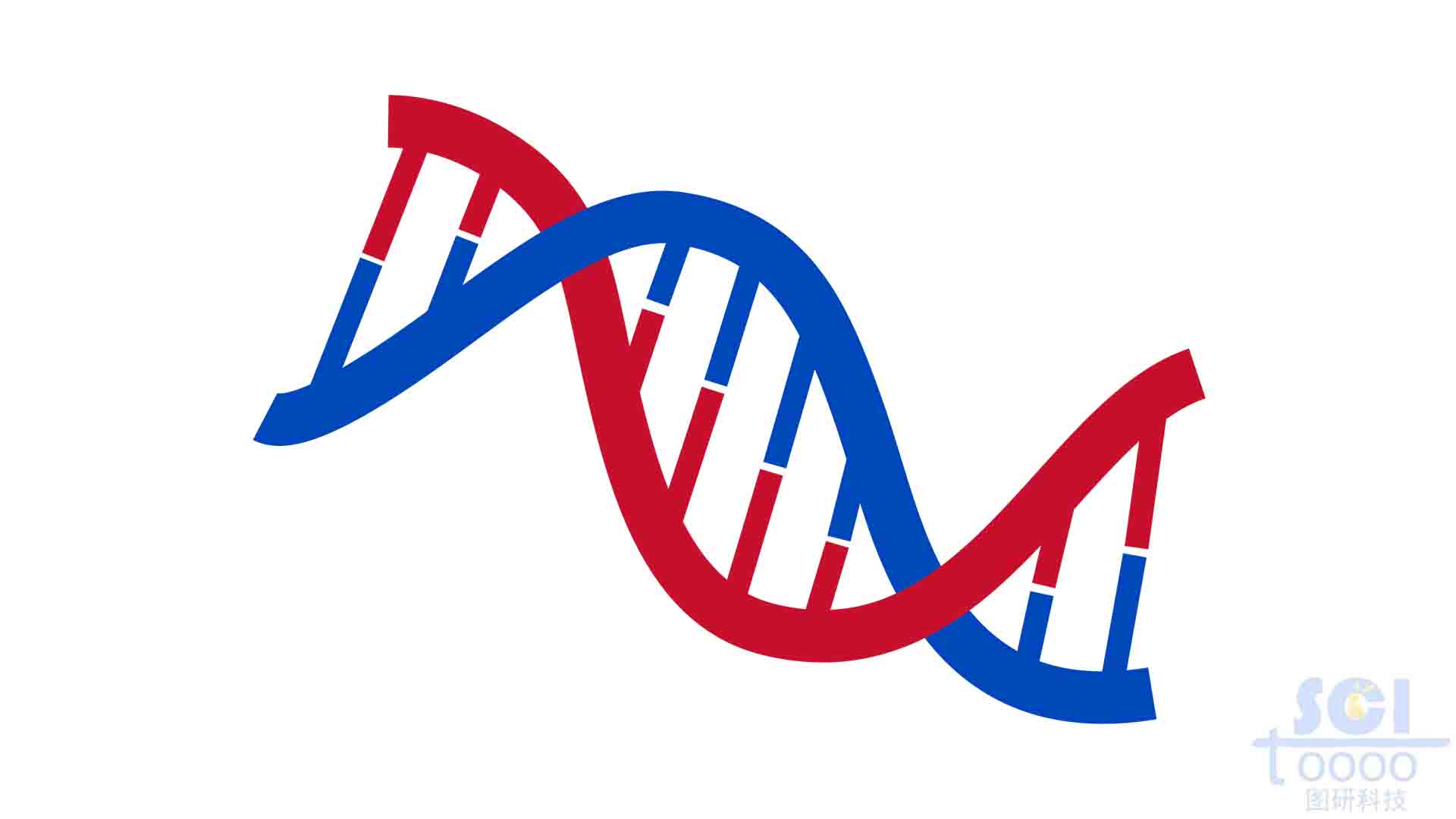 S型DNA