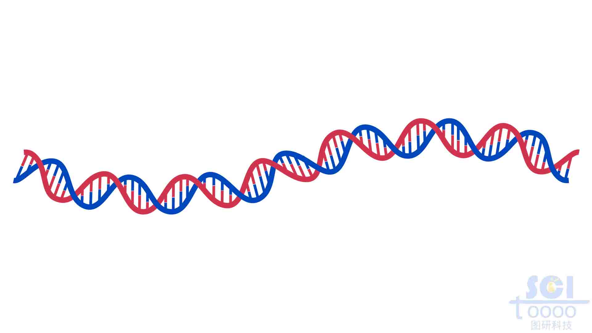 S型DNA