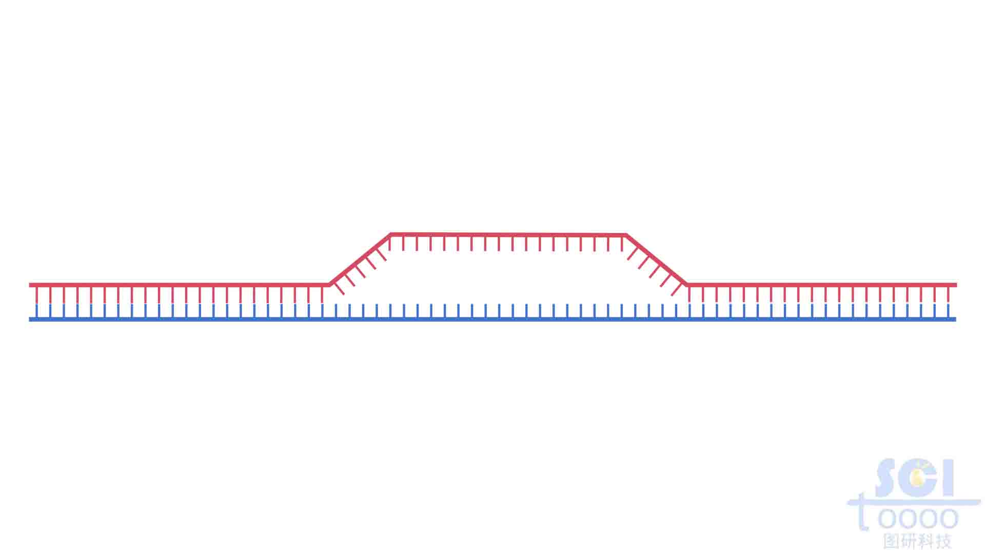 弓型DNA