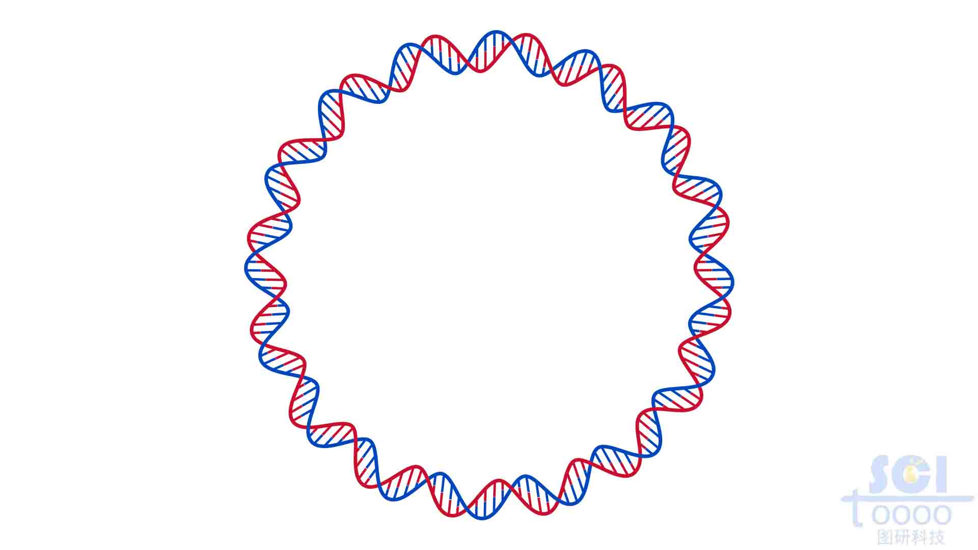 环状DNA