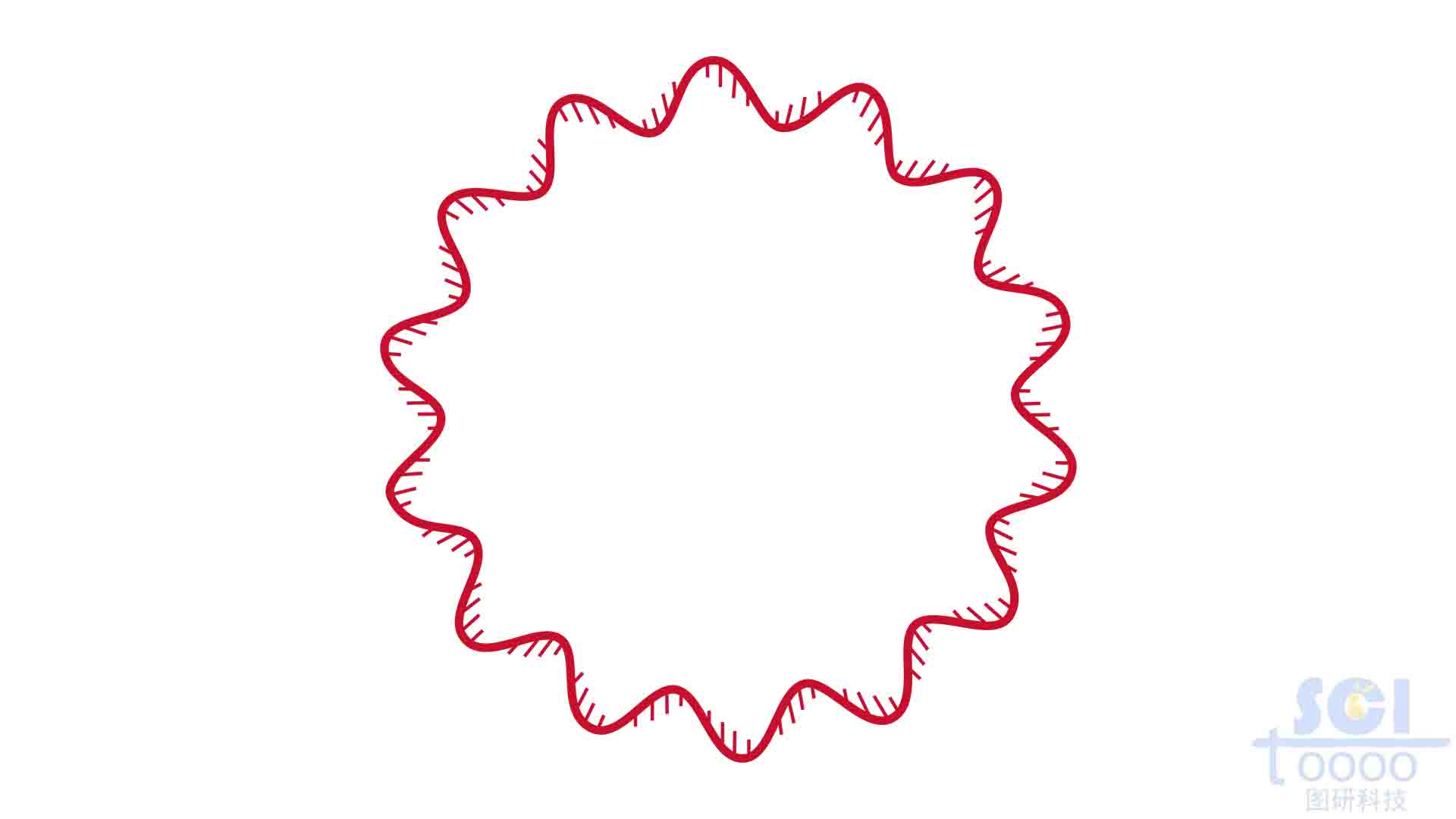 环状DNA