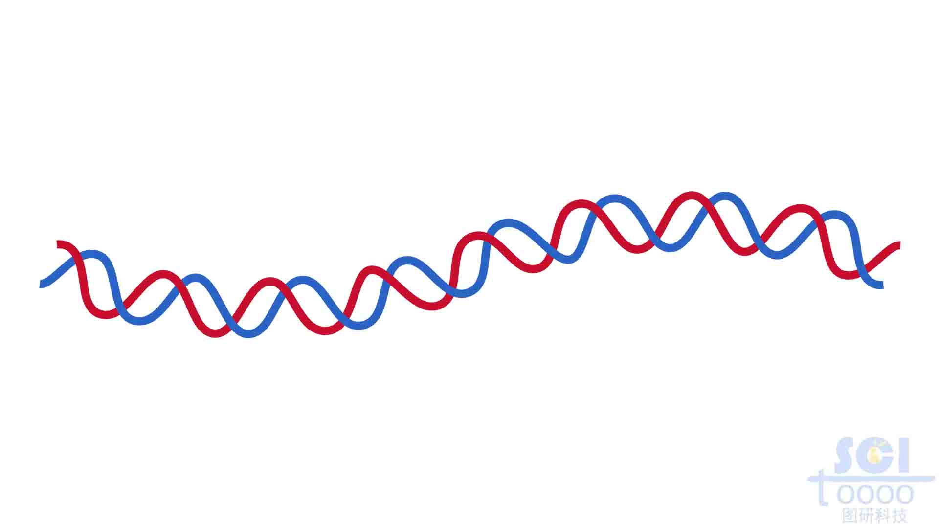 双螺旋DNA