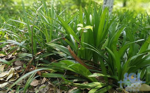植物素材