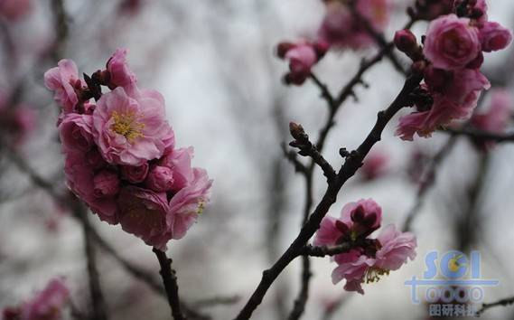 花朵素材