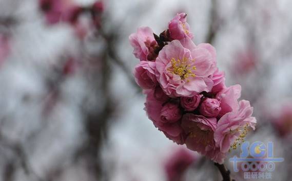 花朵素材