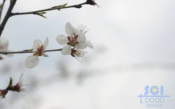 花朵素材