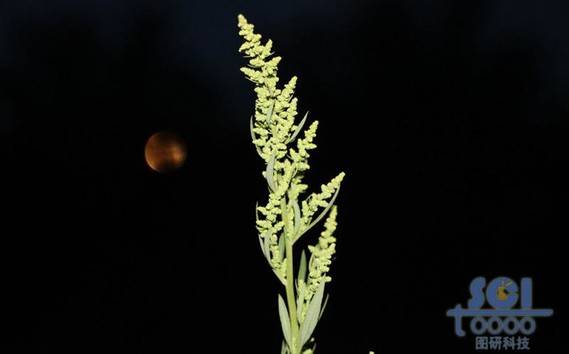 植物素材