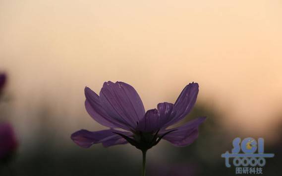 花朵素材