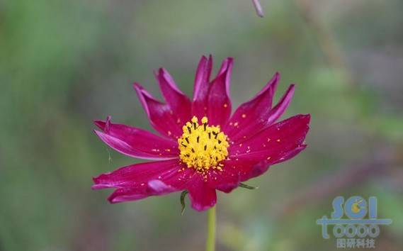 花朵素材