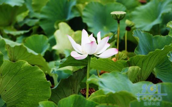 花朵素材