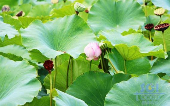 花朵素材