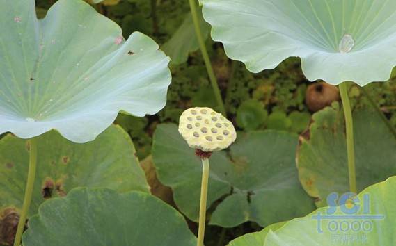 花朵素材