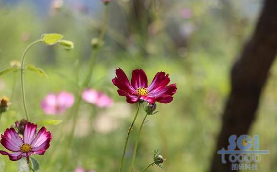 花朵素材