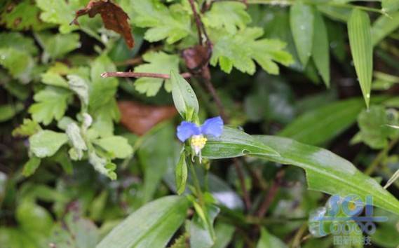 花朵素材