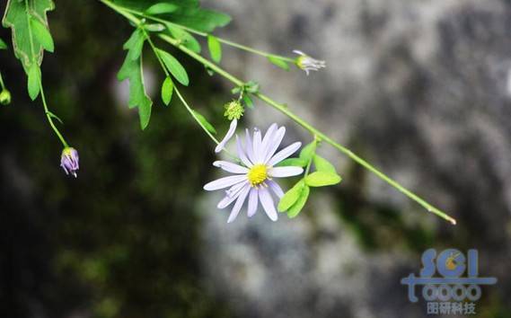 花朵素材