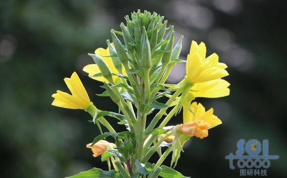 花朵素材