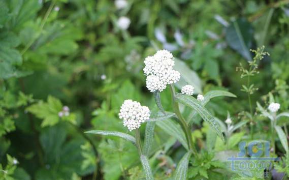 花朵素材