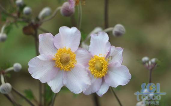 花朵素材