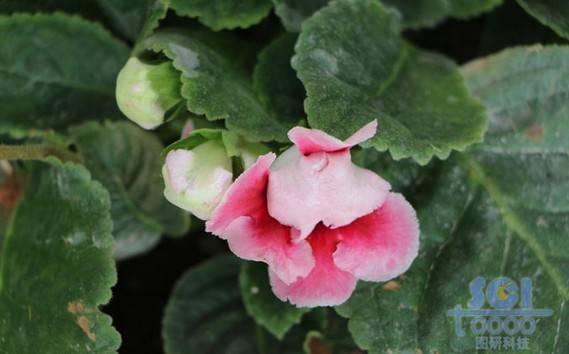 花朵素材