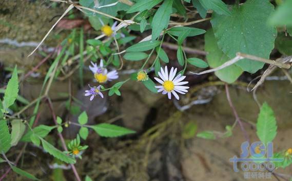 花素材