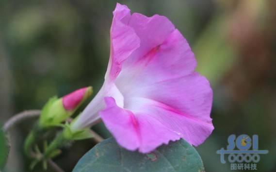花朵素材