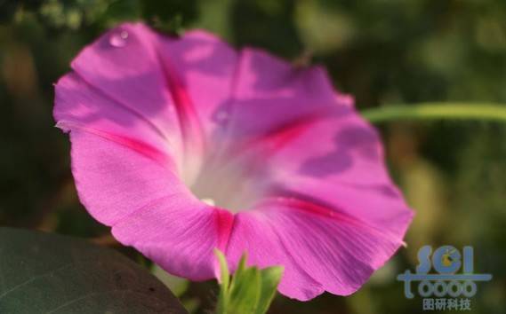 花朵素材