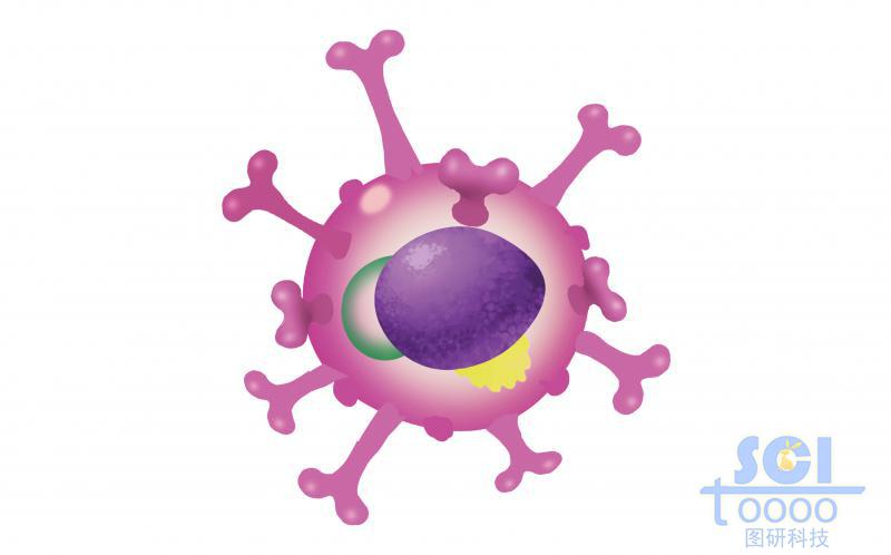 T细胞