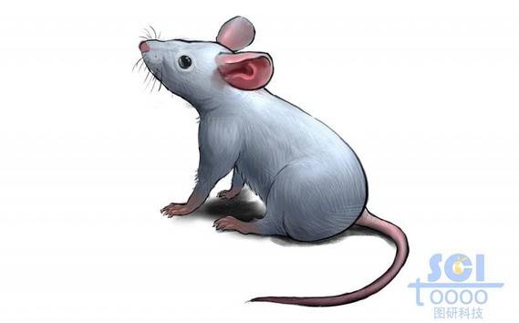灰白色小鼠