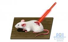 木板上受微波照射的白鼠