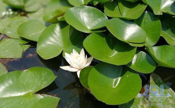 花朵素材