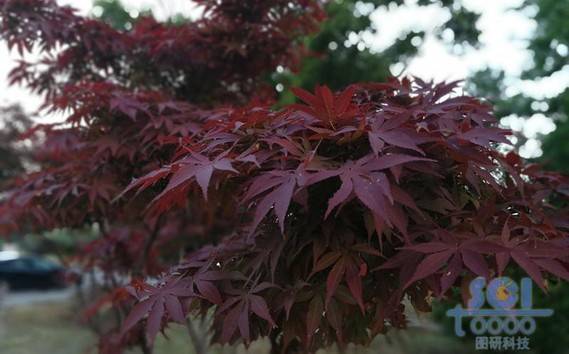 植物素材