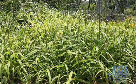 植物素材