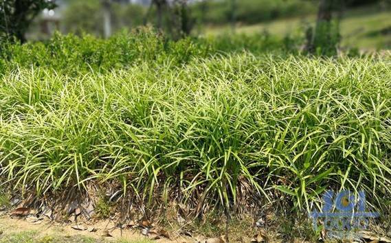 植物素材