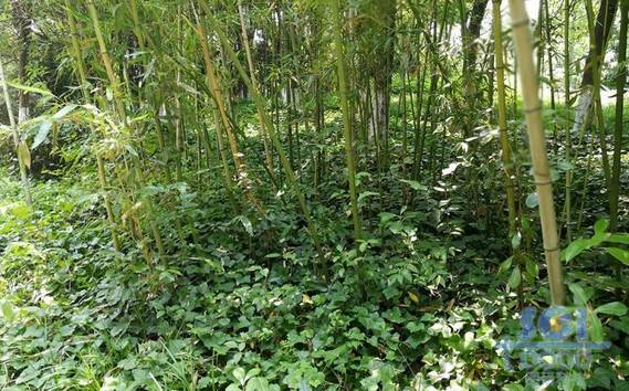 植物素材