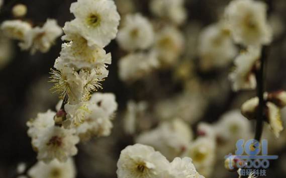 花朵素材