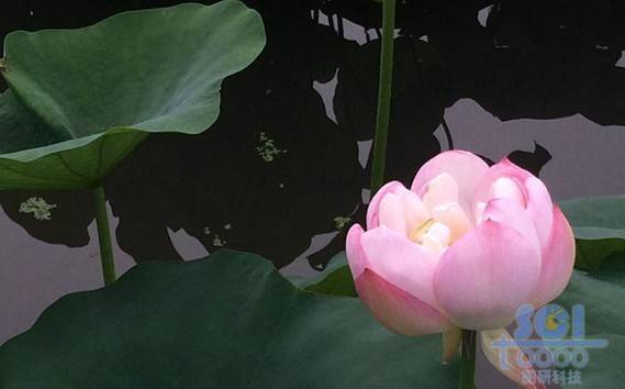 荷花素材