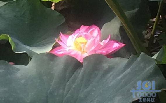 荷花素材