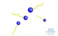 胶束单体分子