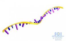 带碱基片的单链RNA结构