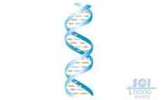 带碱基对的标准DNA结构