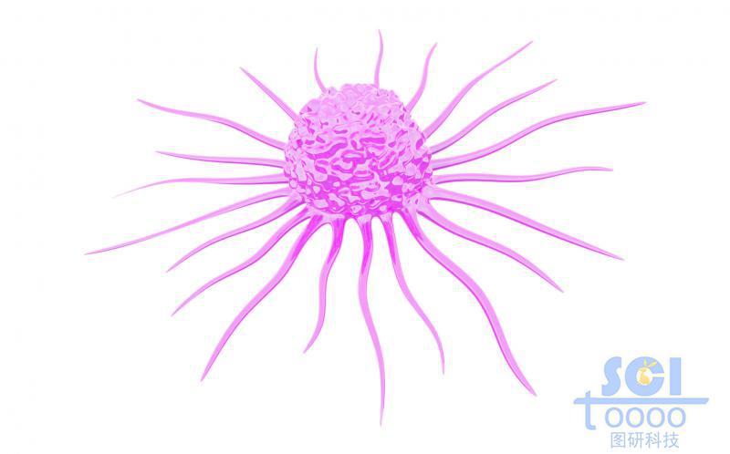 表面带触角的细胞单体/巨噬细胞