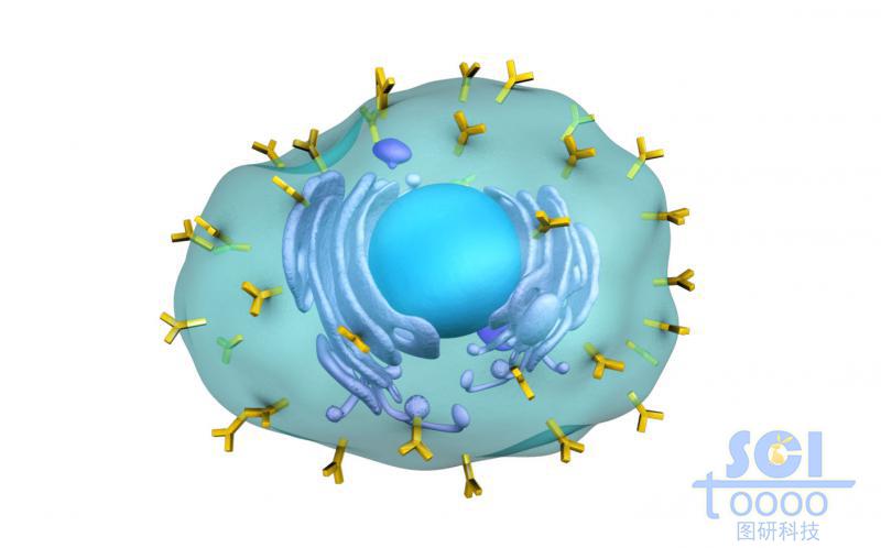 表面带抗体的细胞膜内有细胞壳与内质网