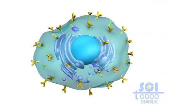 表面带抗体的细胞膜内有细胞壳与内质网