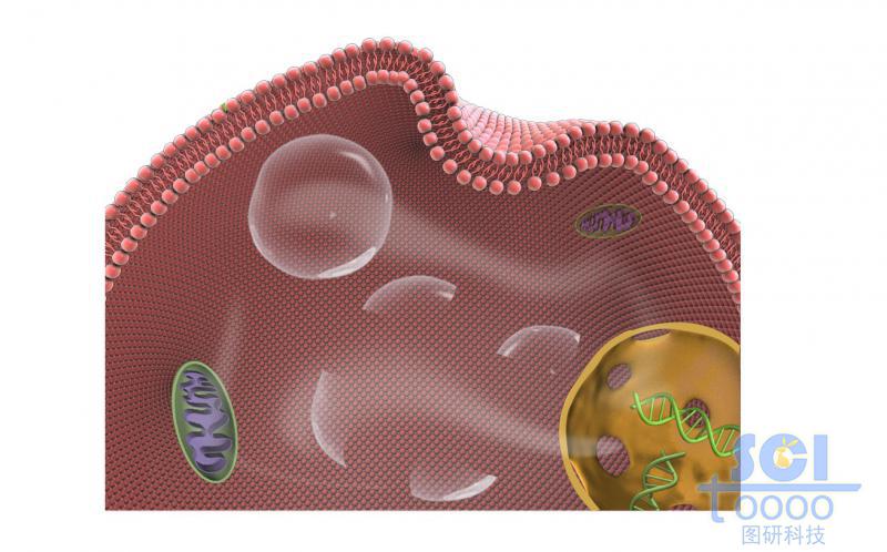 带内吞口磷脂双分子层结构的细胞膜