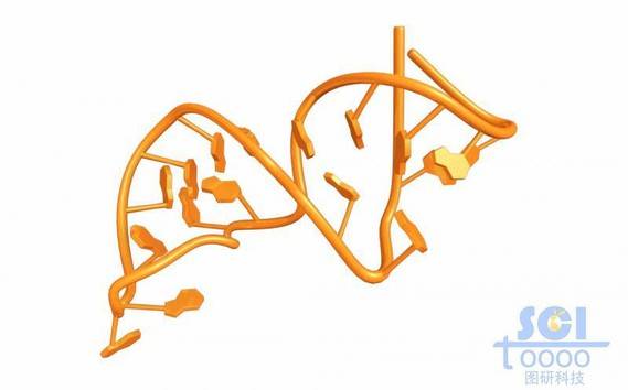 带碱基对的单链RNA结构